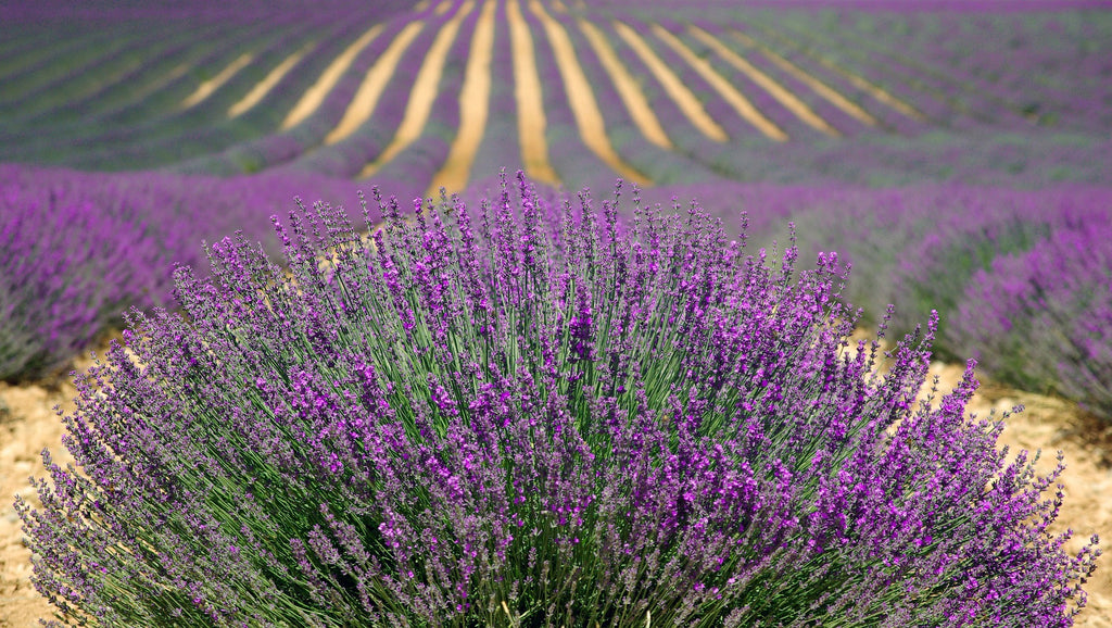 Lavender Essential Oil: The Top Ten List of Healing Uses