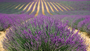 Lavender Essential Oil: The Top Ten List of Healing Uses